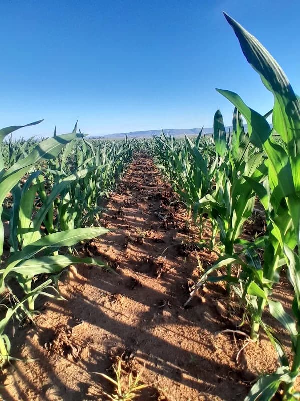 Agri-Africa in Alexandra