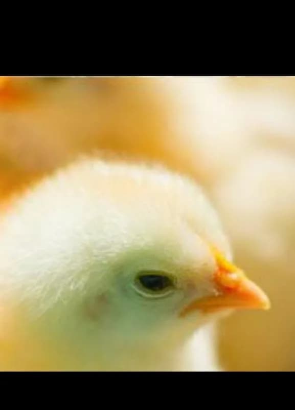 Thandekile Poultry Projects in Madadeni