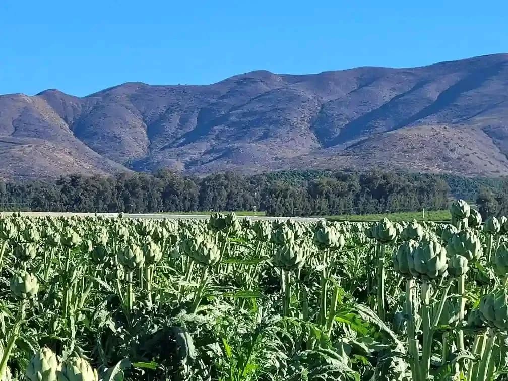 Mlangeni farm in Tzaneen CBD