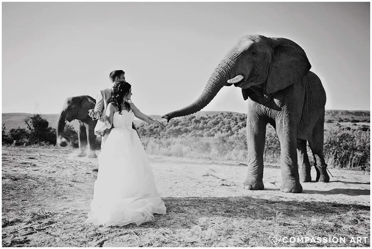 Compassion Art Photography & Art Classes in Boksburg CBD