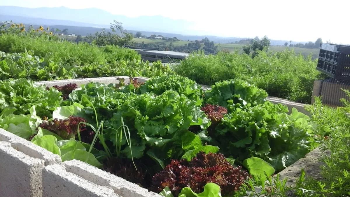 Well i am organics in Sedgefield