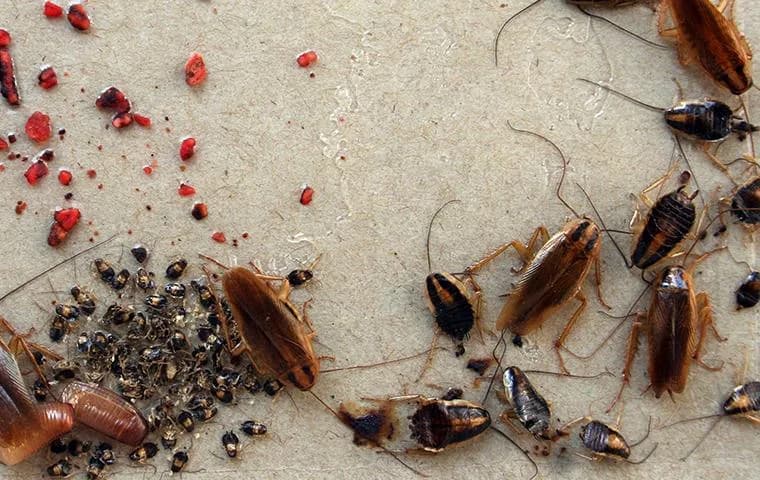 Evolution Pest and Hygiene Services in Mitchells Plain