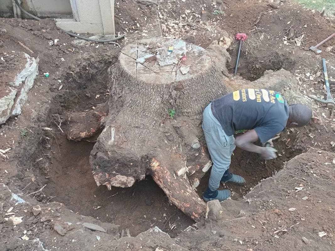 POTCH TREE FELLING PTY LTD in Baillie Park