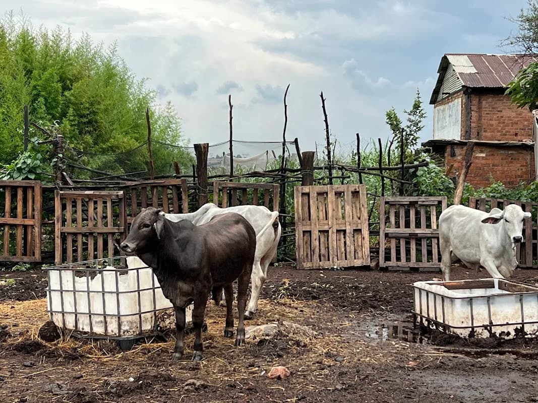 Peezel Farms in Highveld
