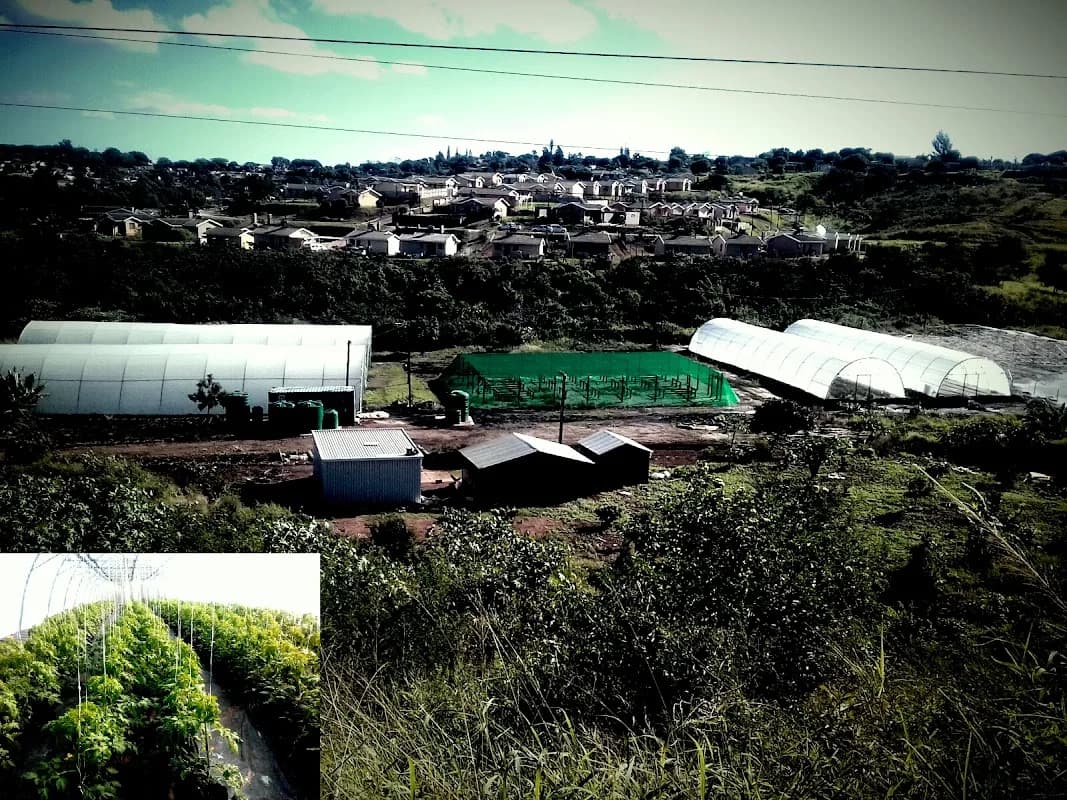 Umzamo Wethu Youth Agricultural Co-op in Ngwelezane