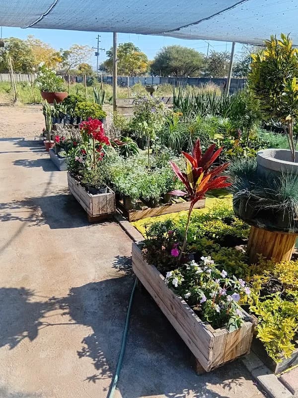 Greenery Delight Nursery in Flora Park