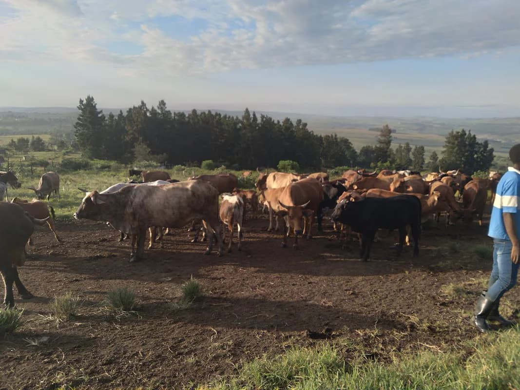 Inkanyezi Farm in Pietermaritzburg CBD