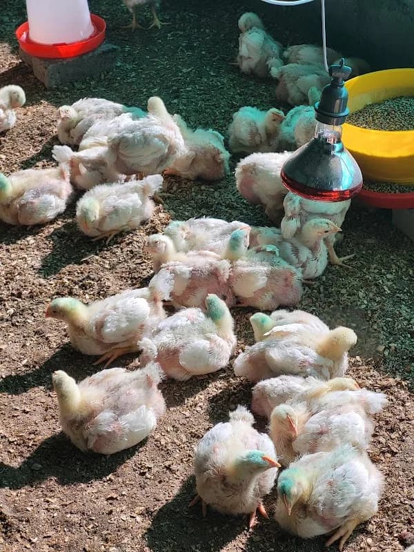 Nature Birds Poultry Farm in Seshego