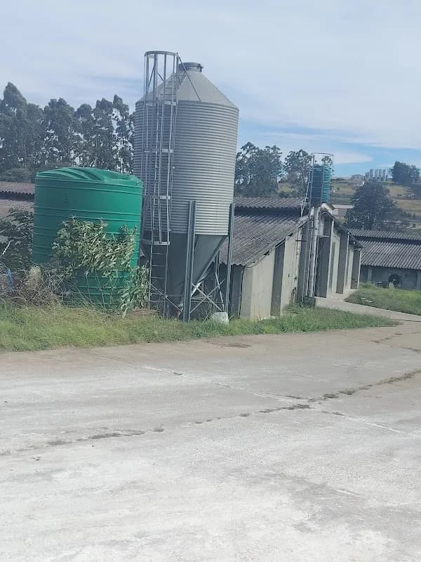 Fresh nest farming in Durban CBD