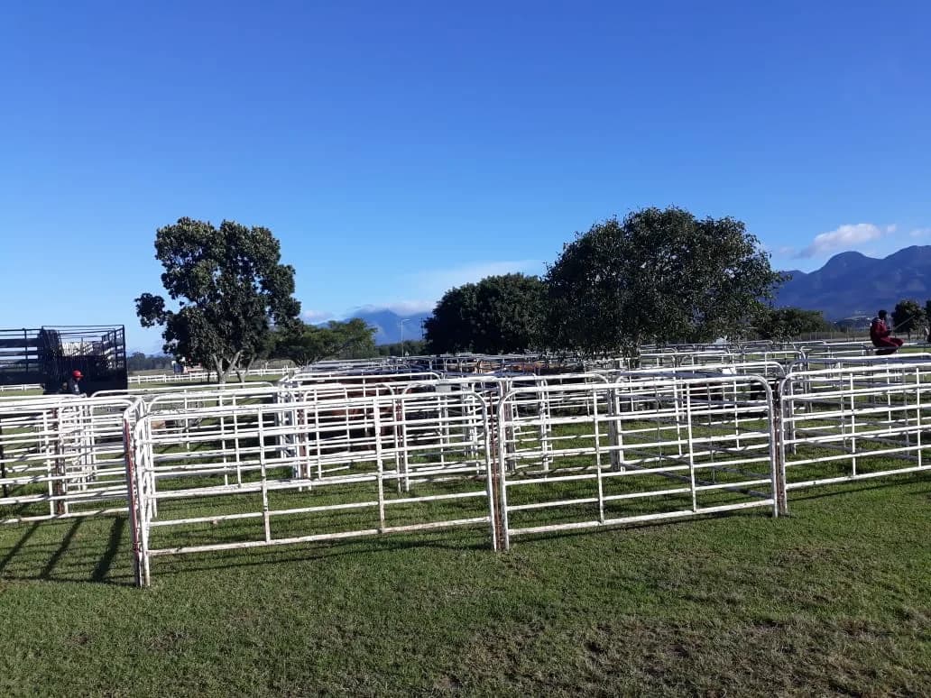 BKB Livestock George in George CBD