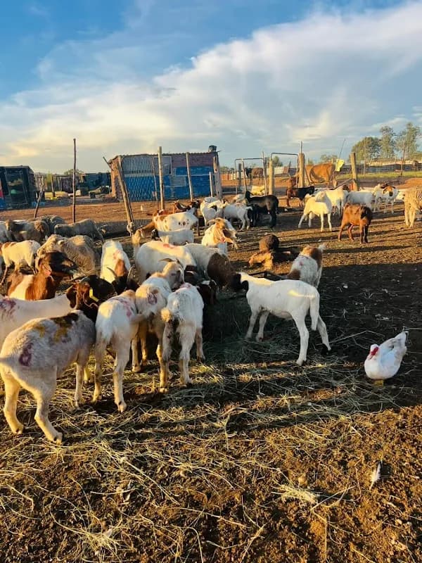 KUHLE FARMING AND PROJECTS in Madadeni