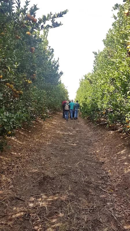 Indigo Fruit Farming Bushrock Farm in Nelspruit CBD