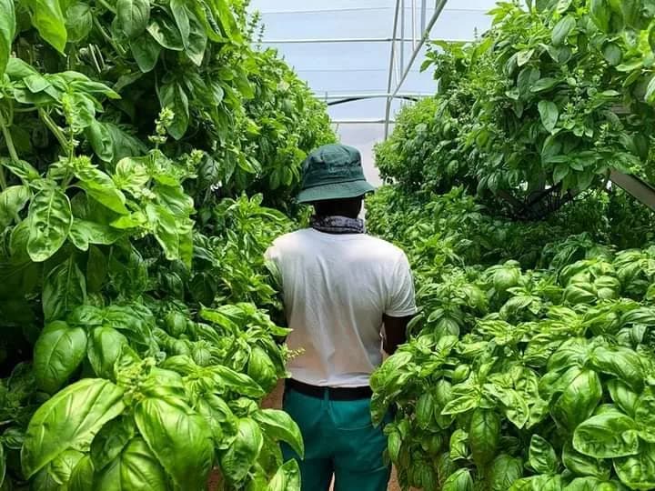 Urban Farming Group in Craighall