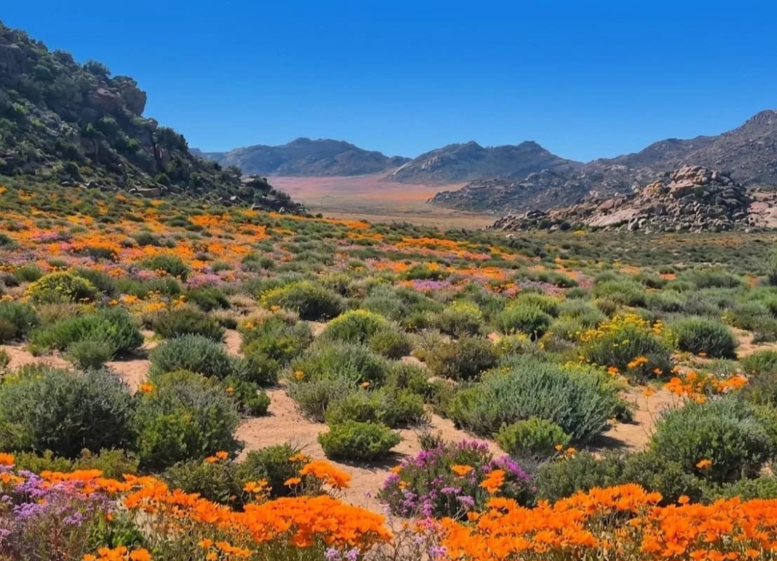 Goegap Nature Reserve Springbok in O'kiep