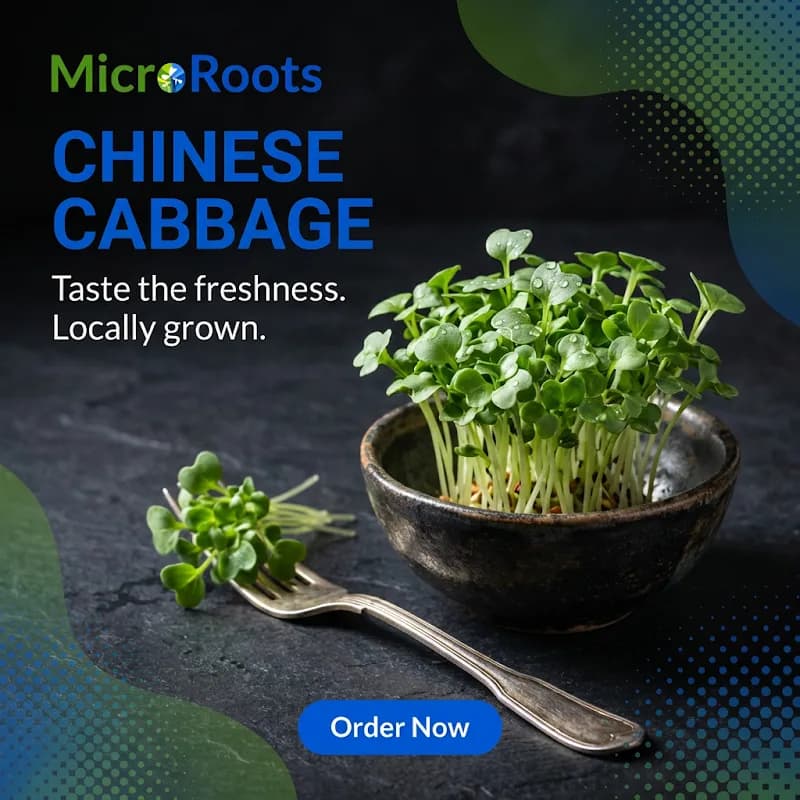 Fresh Microgreens in Centurion at MicroRoots in Centurion CBD