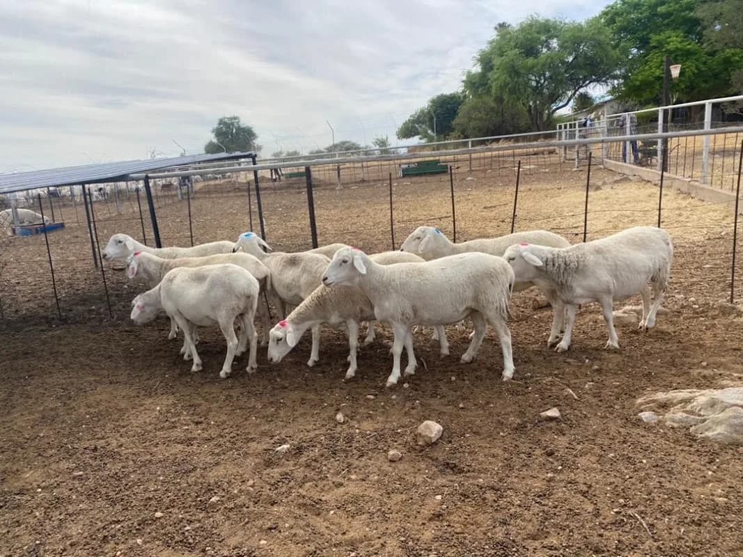 Victor Livestock Farm in Galeshewe