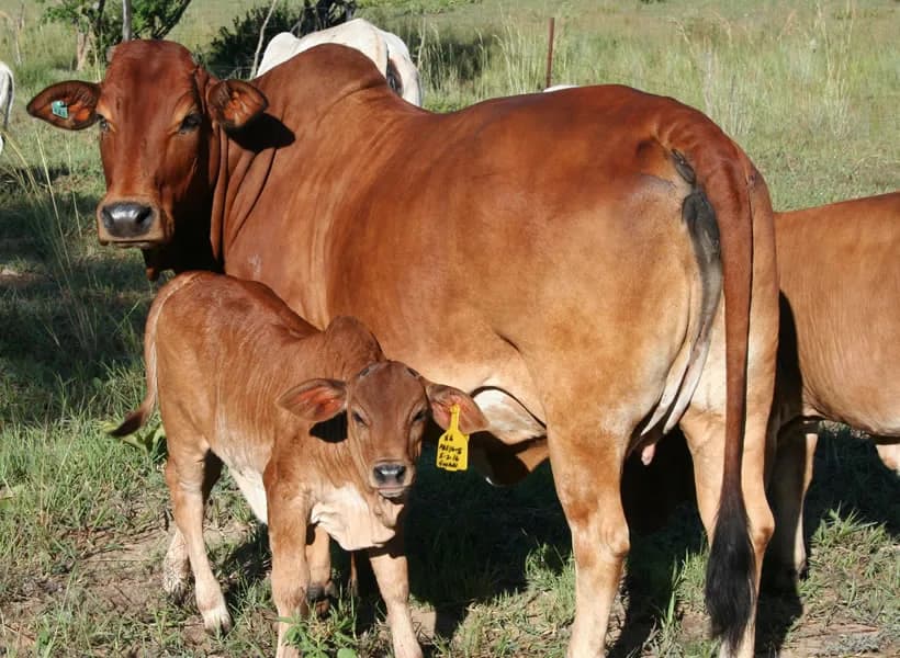 Agri Livestock Farm. in Galeshewe
