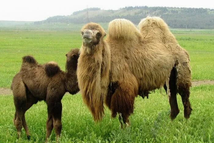 Camel Milk South Africa in Strand