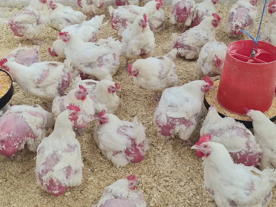Banda Poultry farm in Kimberley CBD