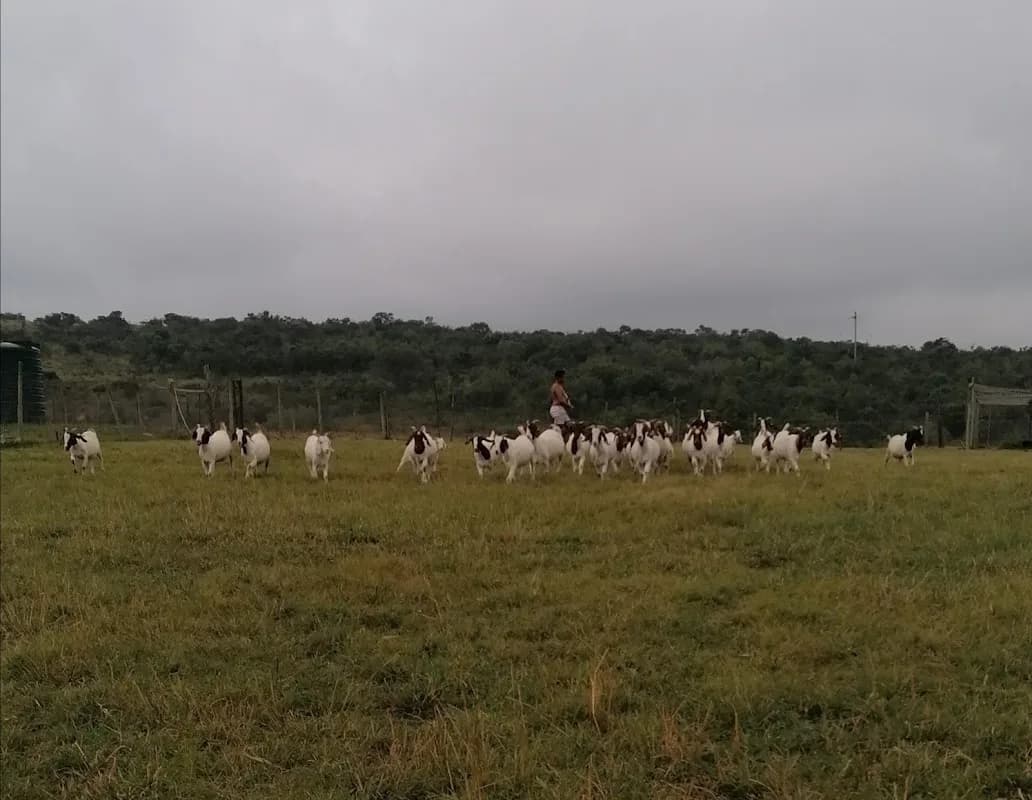 Rockville Farm, East London in East London CBD