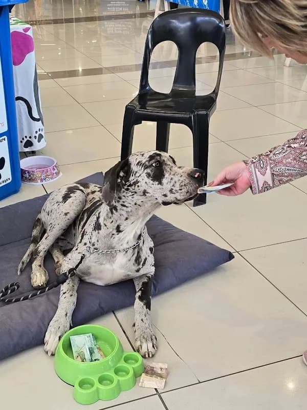 Claws Animal Welfare Society in Welkom CBD