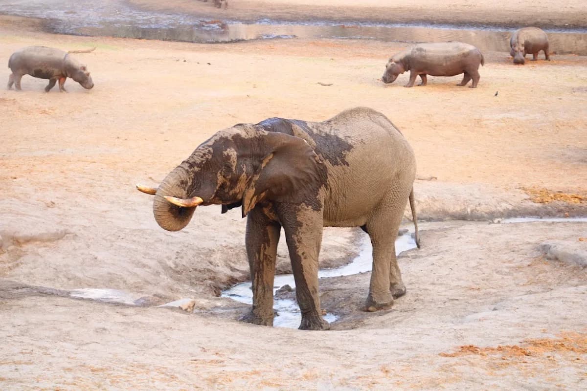 Best African Safaris in Safari Extension