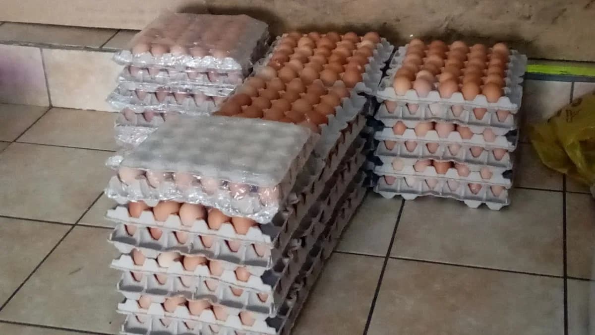 Graceland farmer in Germiston CBD