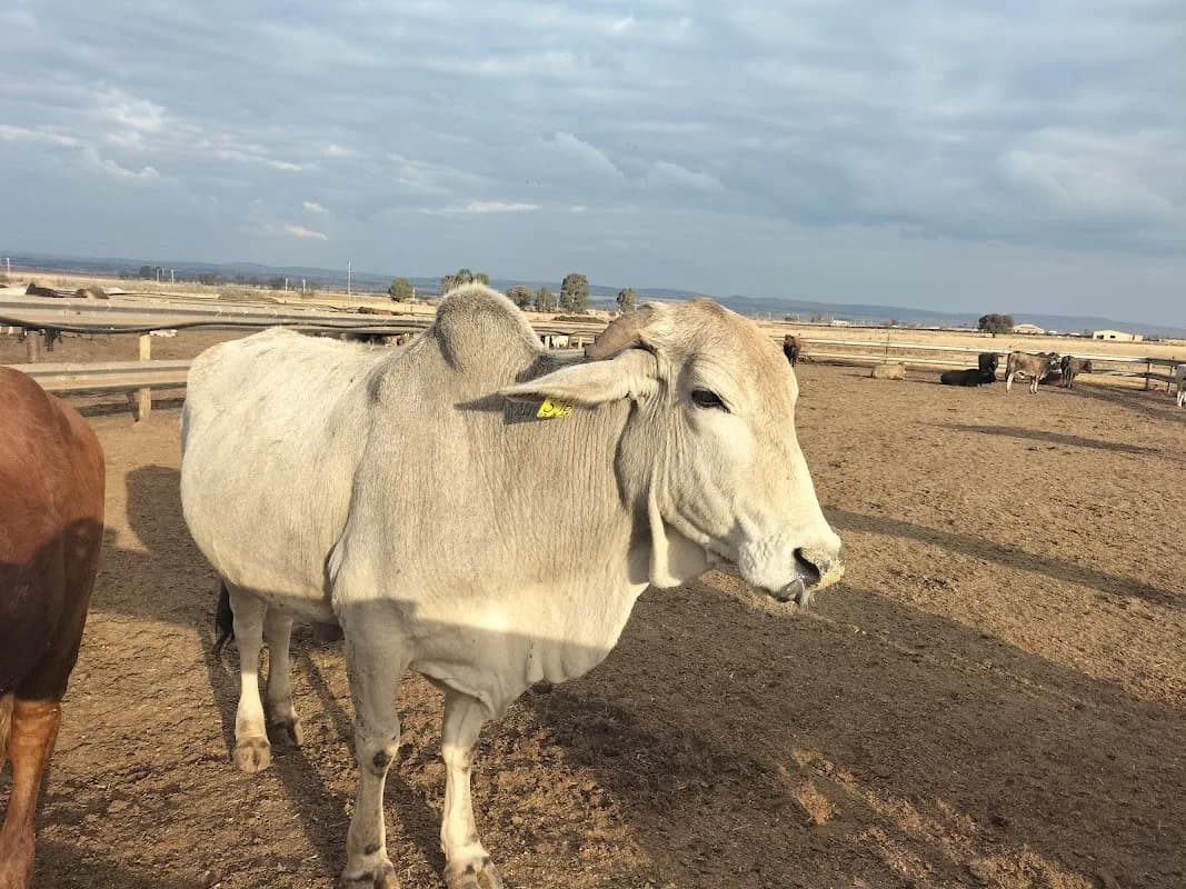 Steyns New Farm in Soweto