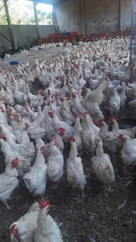 Parkside Poultry in Chatsworth