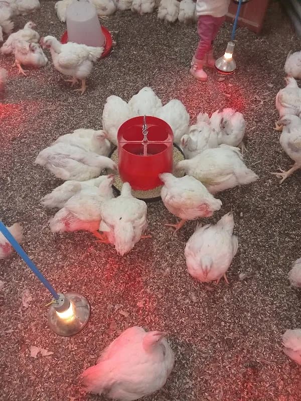 Beasty Poultry Farm in Mahikeng CBD