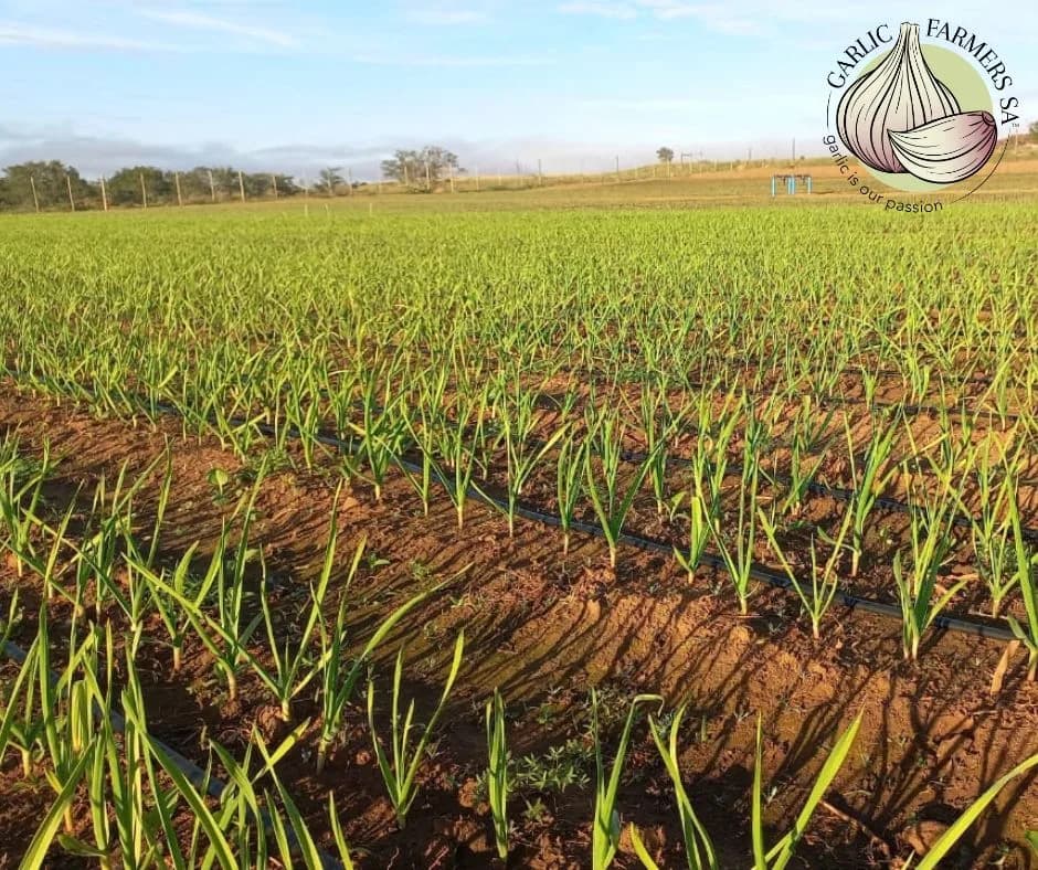 Garlic Farmers SA in Centurion