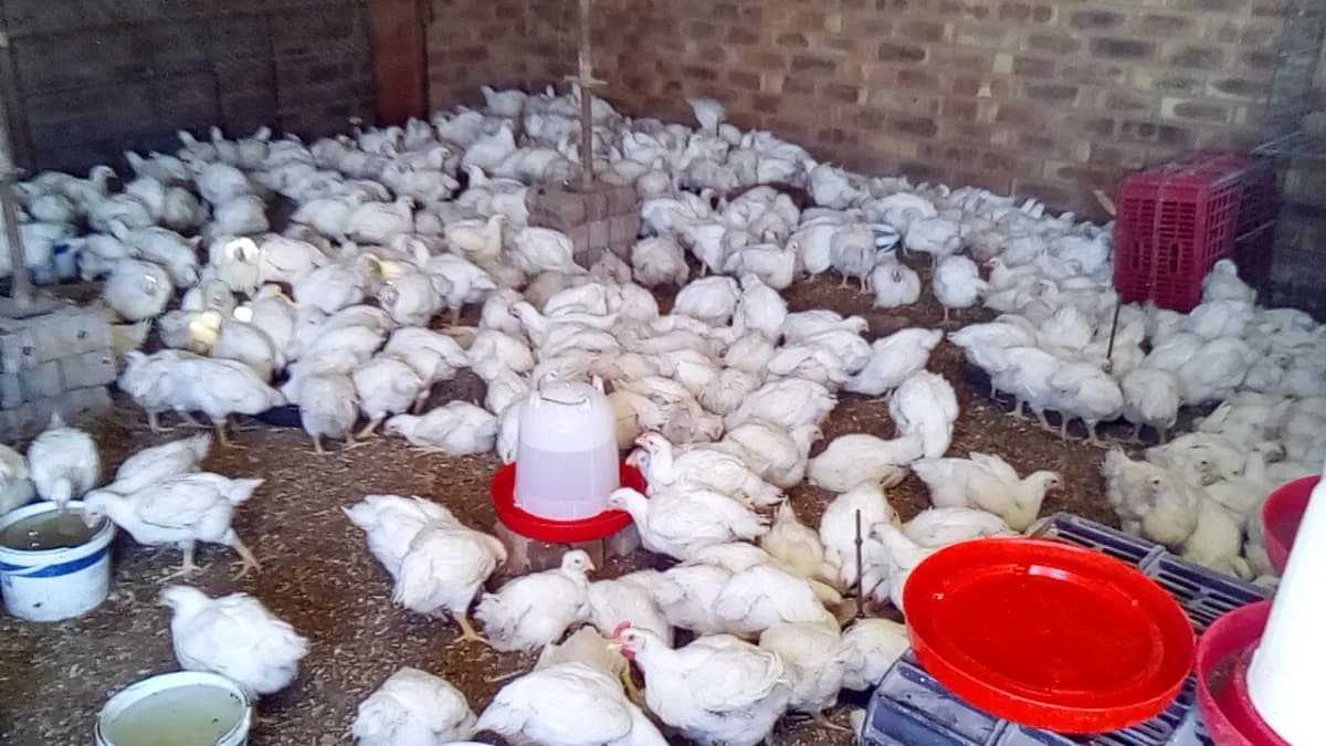 12 Stones Kavod chicken poultry in Attridgeville