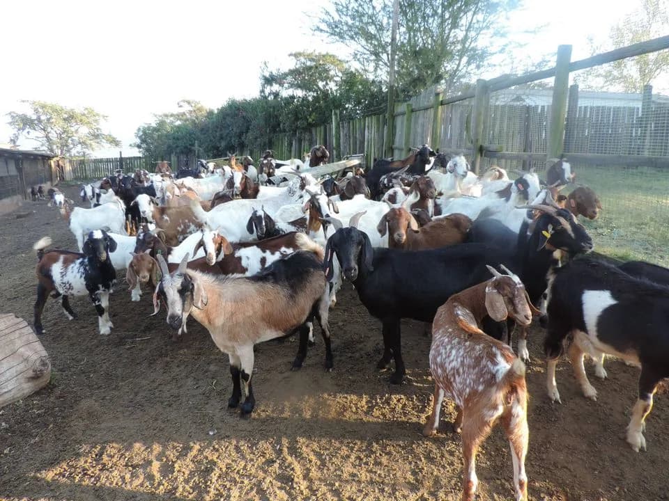 Kwa Umgeni Livestock in Scottsville