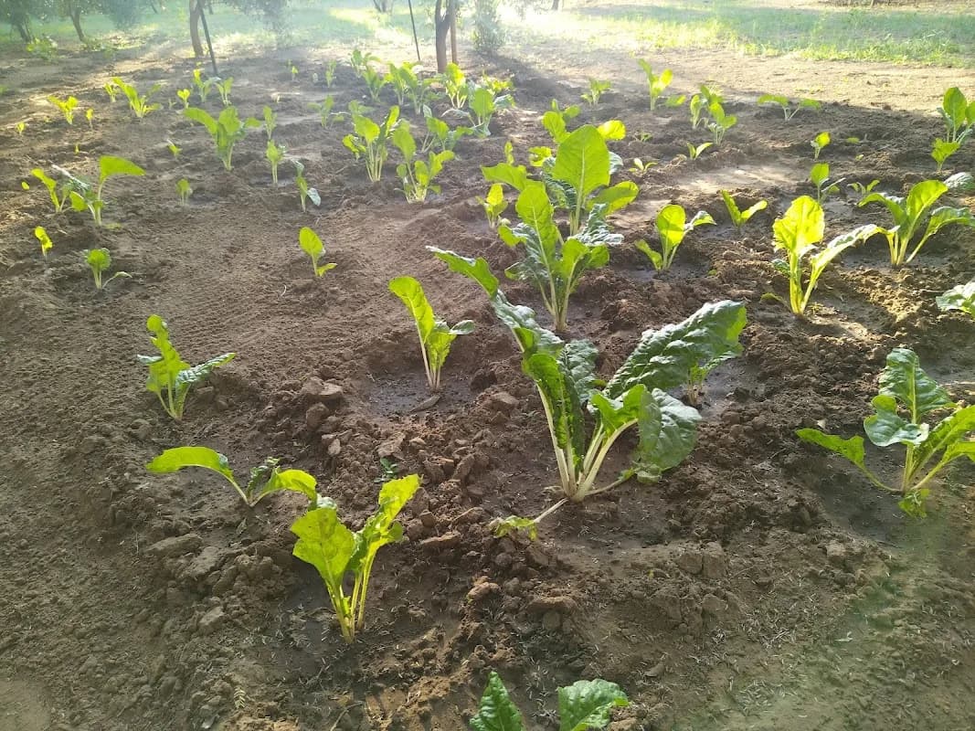 Crimson Cardon farm in Lephalale CBD