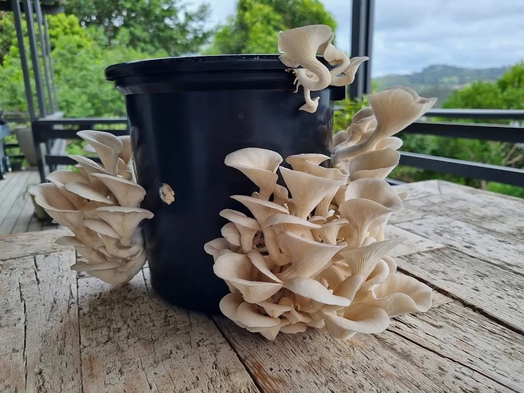 Knysna Mushrooms in Knysna CBD
