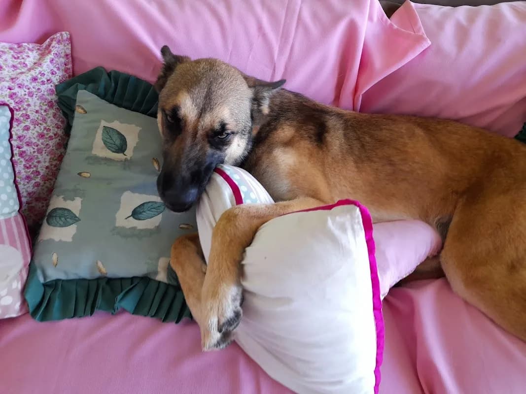 Pamper 4 Paws in Wonderboom