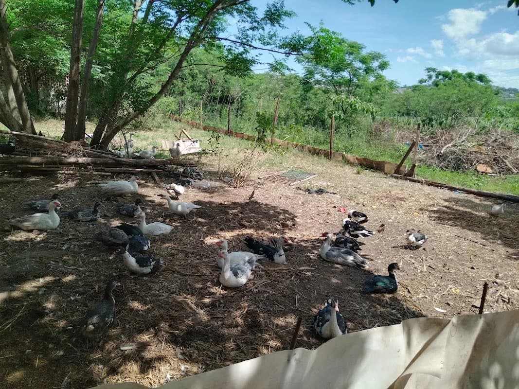 McDuck Farm in Empangeni CBD