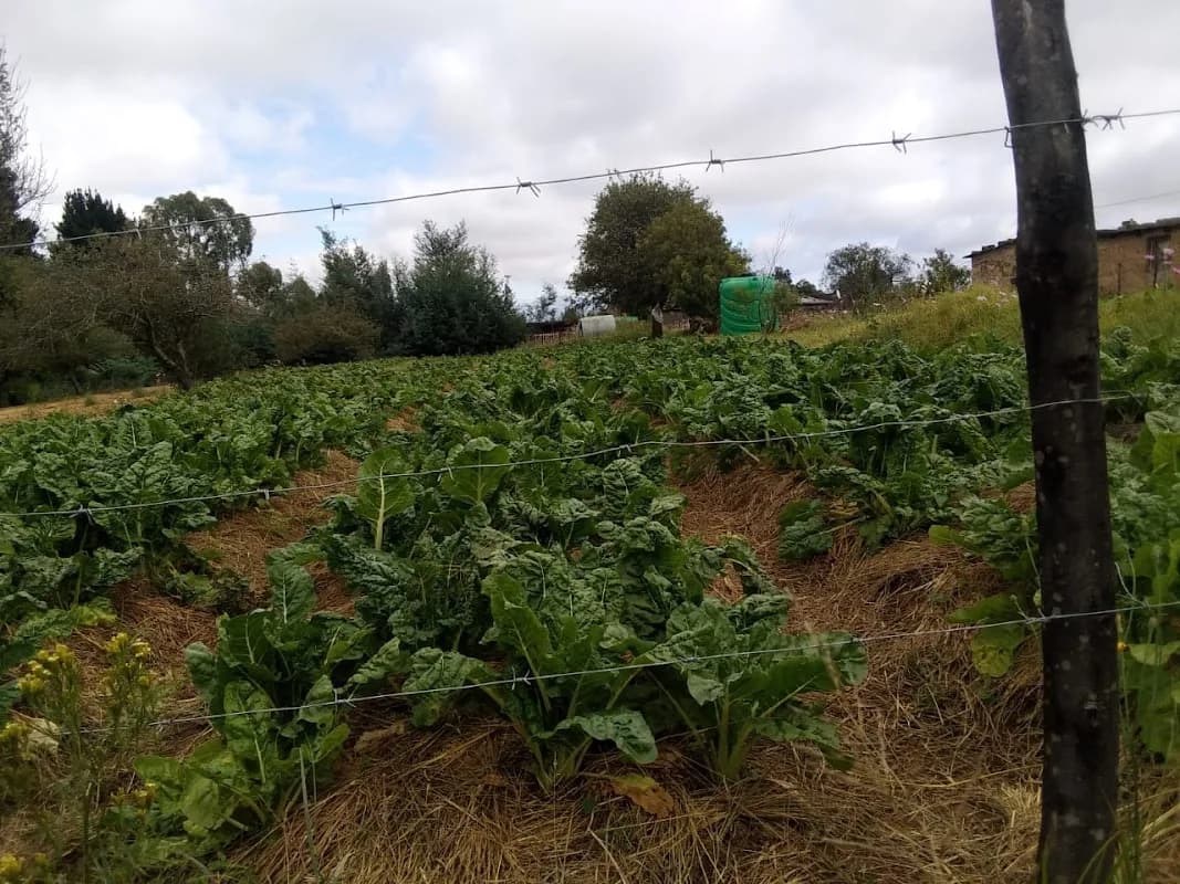 Reatswella Dihwai Mixed Farming in Tshiame