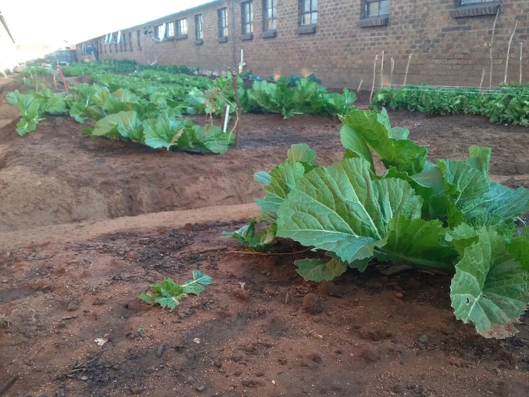Jabula Enviro Farms in eMalahleni CBD