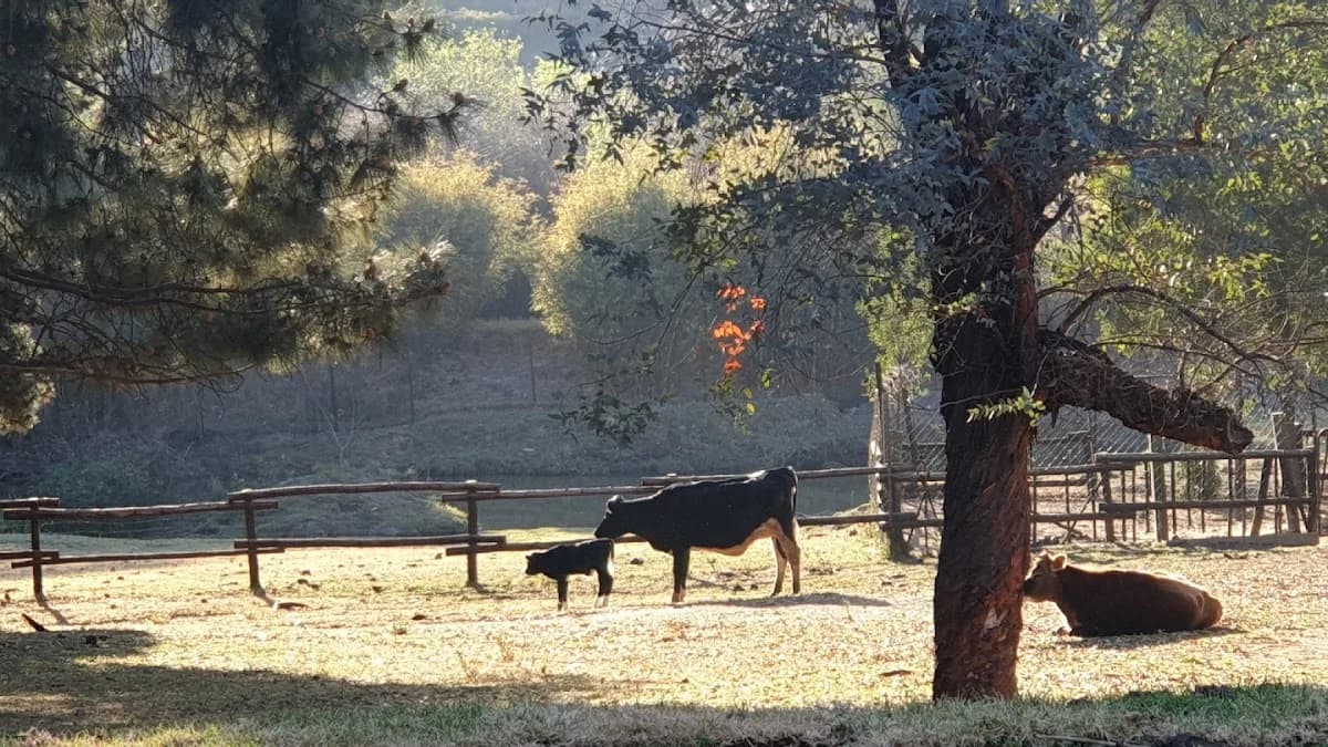 Kate's Dairy Farm in Roodepoort