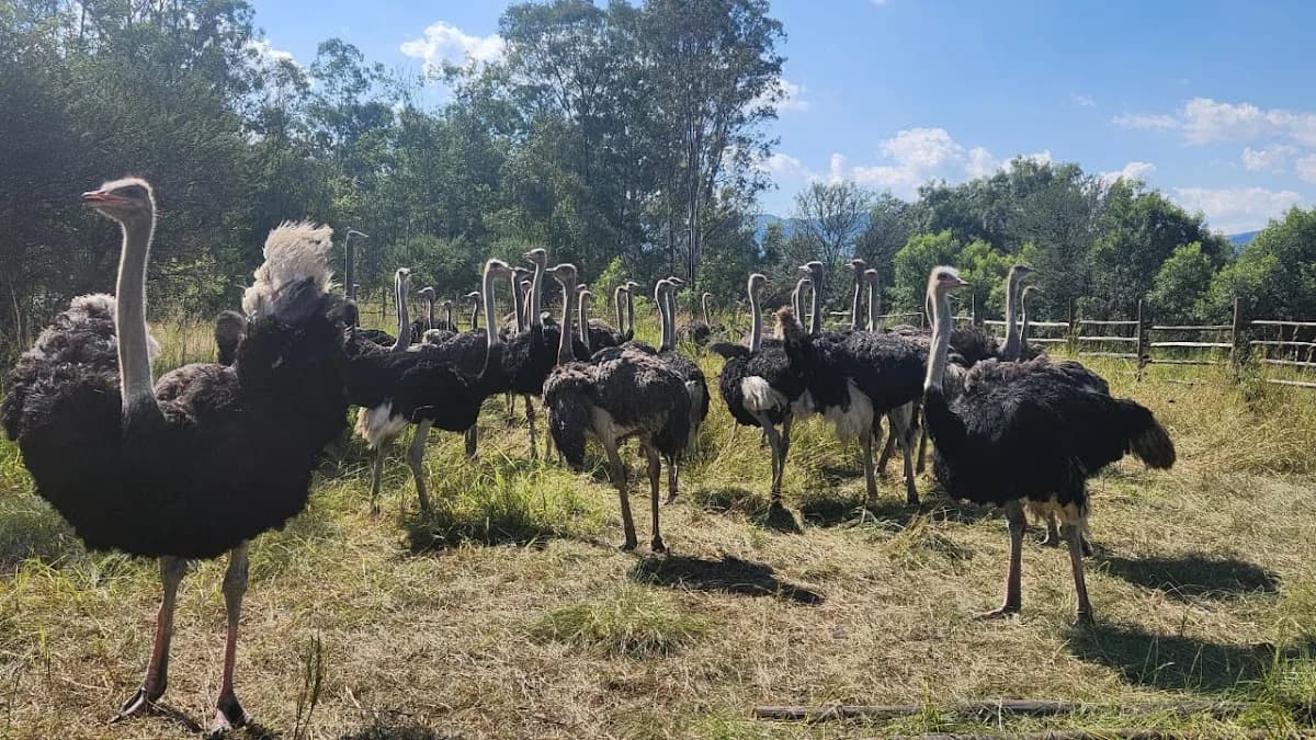 Lenis ostrich farm in Midrand CBD