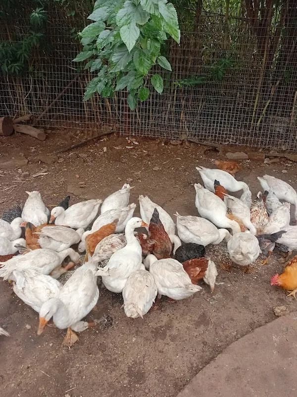 Bosman Farm in Melrose