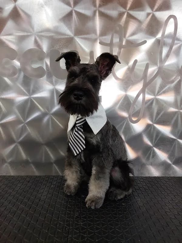 AccuStyle - Specialist Pet Makeovers in Moreleta Park