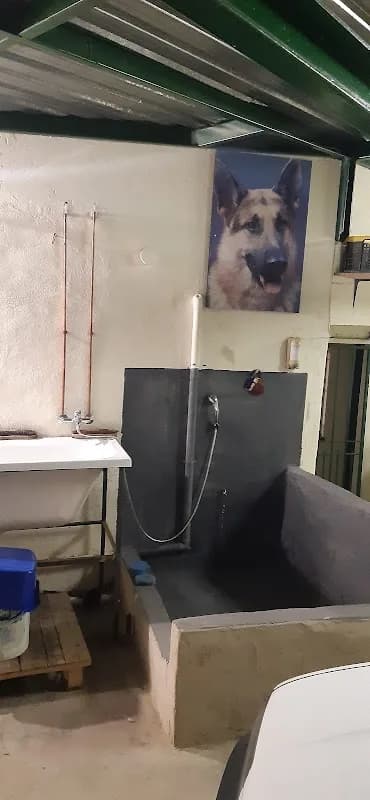 DOGGIS FOR AFRICA in Wendywood