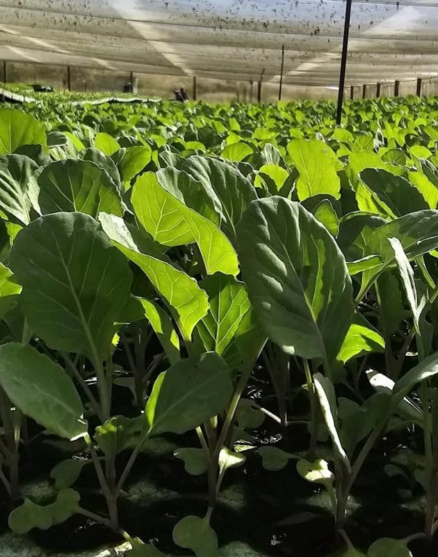 Uphuhliso Lwethu Farming in Mthatha CBD