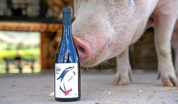 Pigcasso in Franschhoek