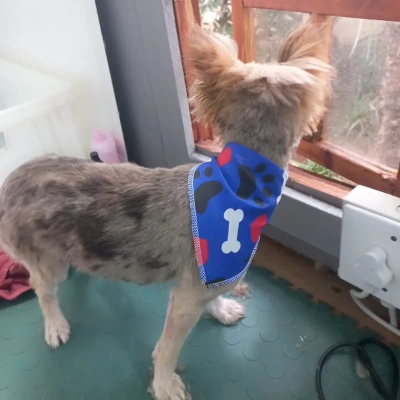 Perfect Paws Pet Grooming in Sasolburg CBD