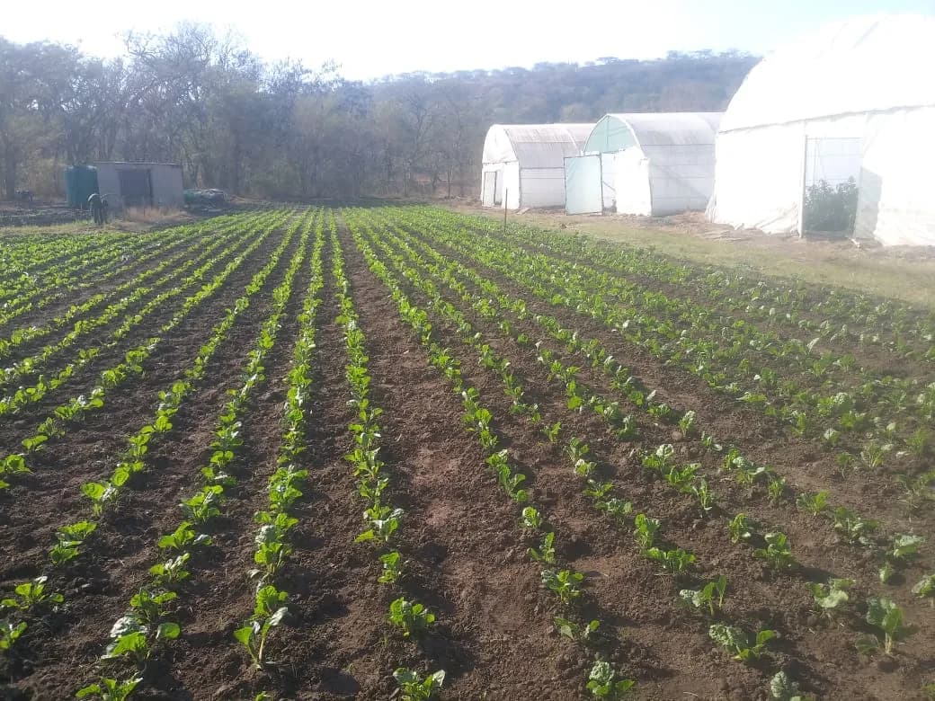 RMD Farming in Alexandra