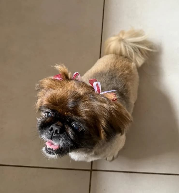 Pika's Pets Grooming Boutique Moreleta in Moreleta Park