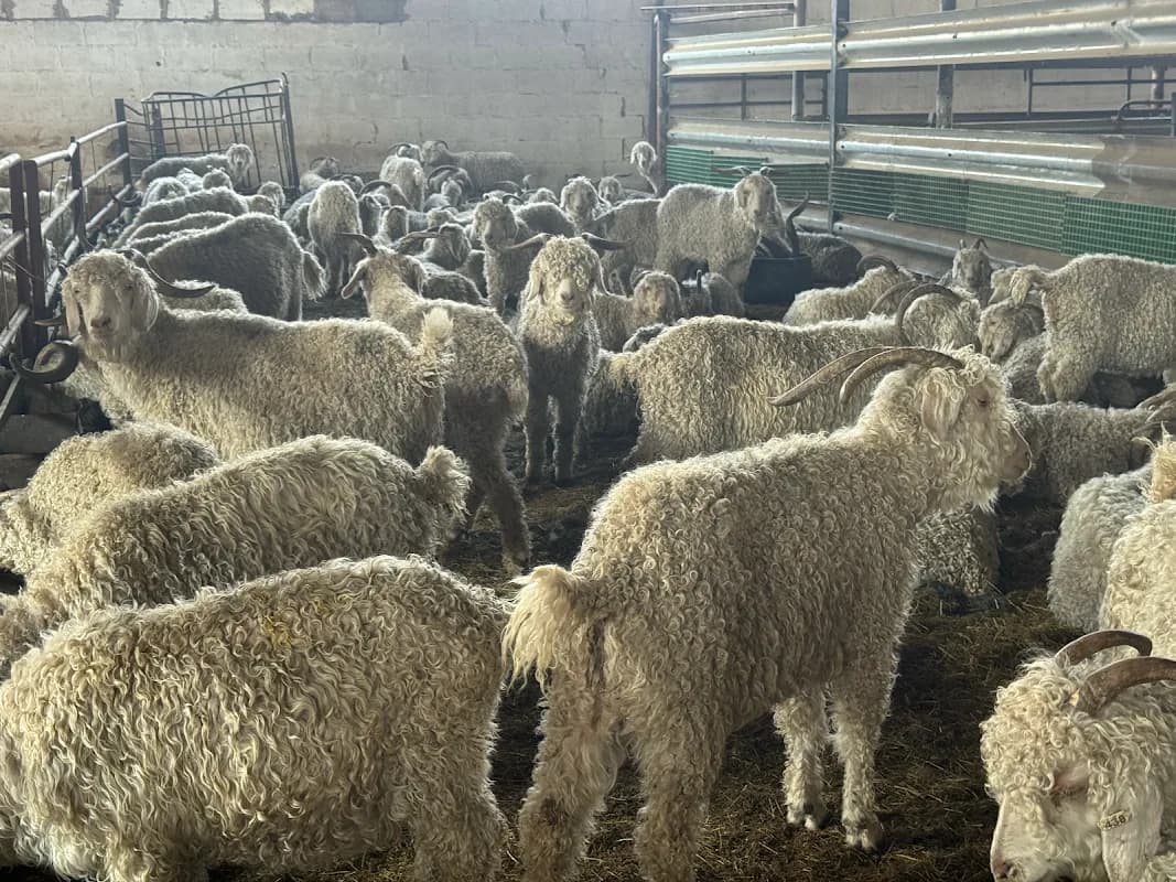 Ekurhuleni Livestock Farm in Springs